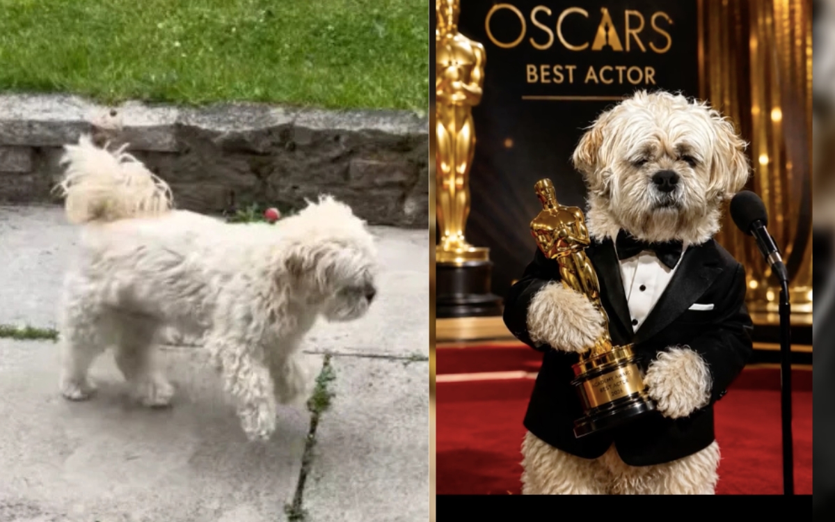 E o Oscar vai para... o cachorro que mancou a noite inteira e, na consulta, saiu correndo 1 Cachorro mancando