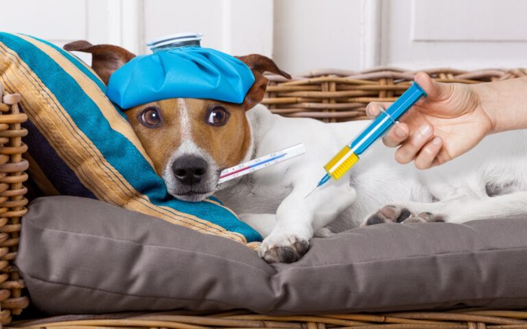 Como saber se o cachorro está com febre