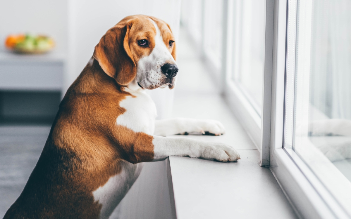 Deixar o cachorro sozinho é maus-tratos? O que diz a lei e os cuidados necessários 2 Deixar o cachorro sozinho é maus-tratos?