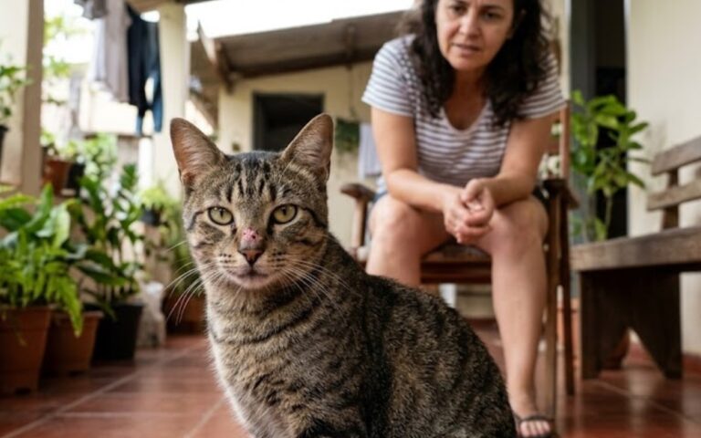 Doença do gato: quando uma ferida pode ser mais do que um machucado 2 Doença do gato