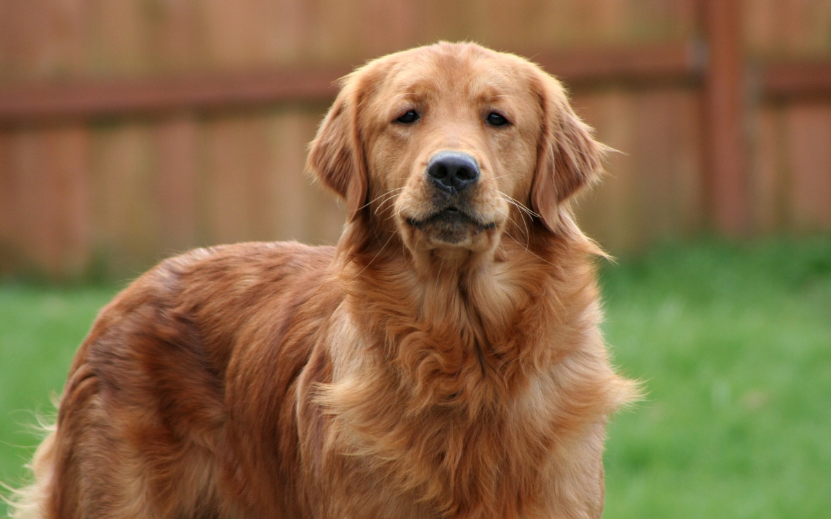 Expectativa de vida de um Golden Retriever