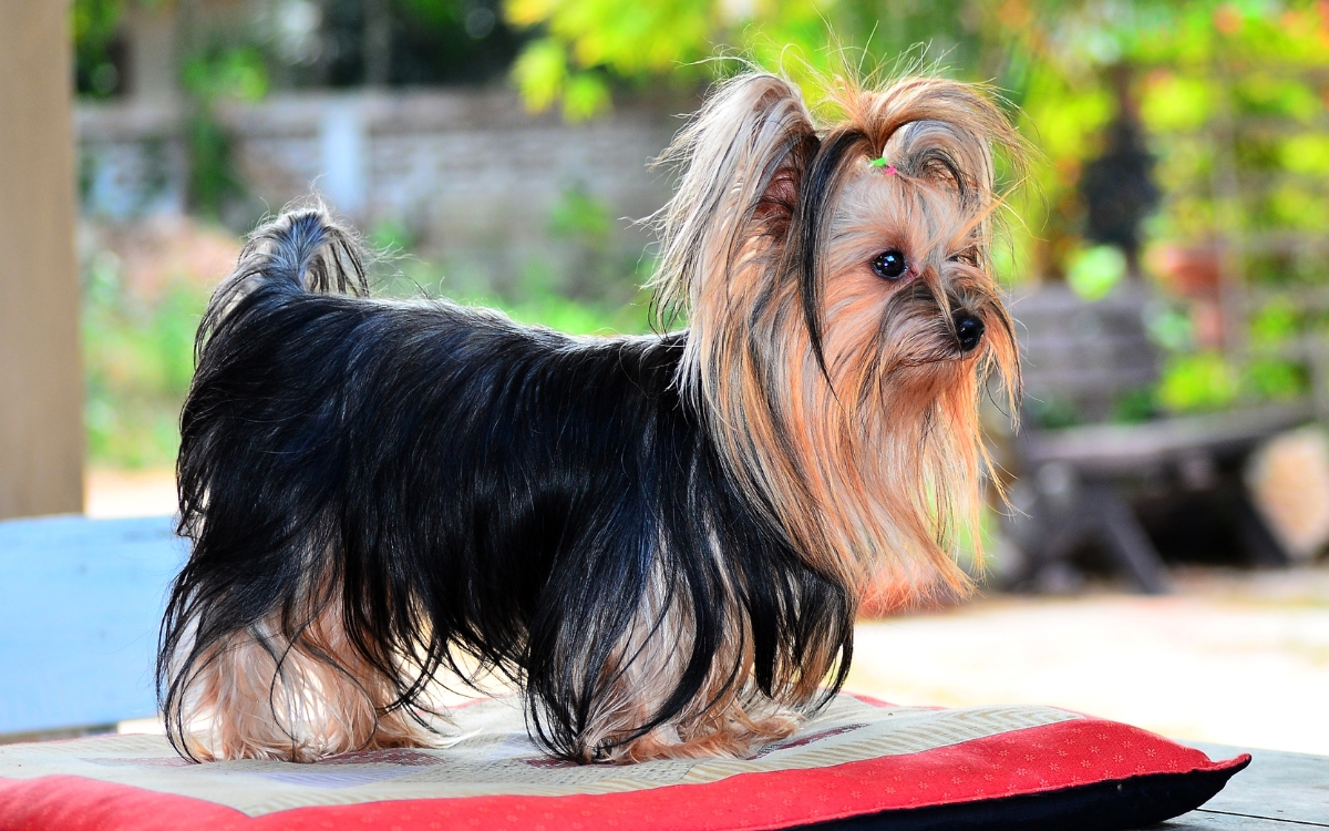 Expectativa de vida de um Yorkshire Terrier