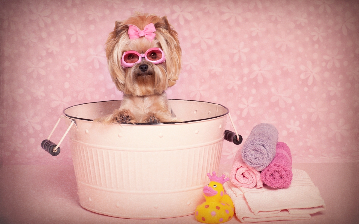 Expectativa de vida de um Yorkshire Terrier