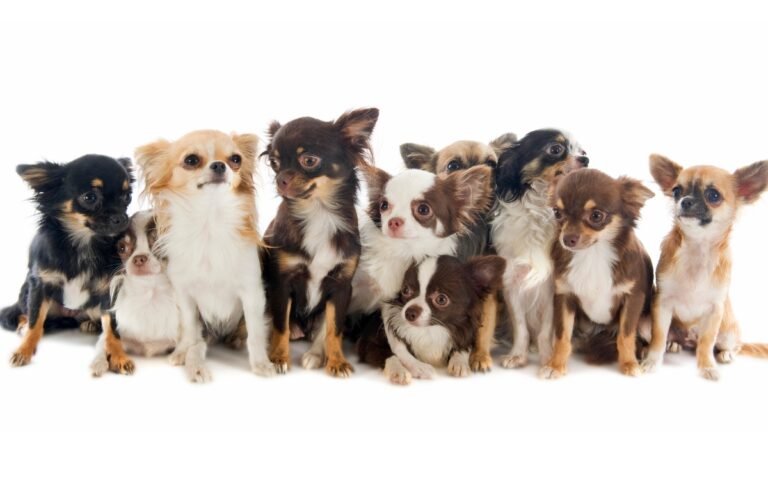 O Chihuahua é uma das raças que mais vivem, mas isso não acontece por acaso 2 Expectativa de vida do Chihuahua