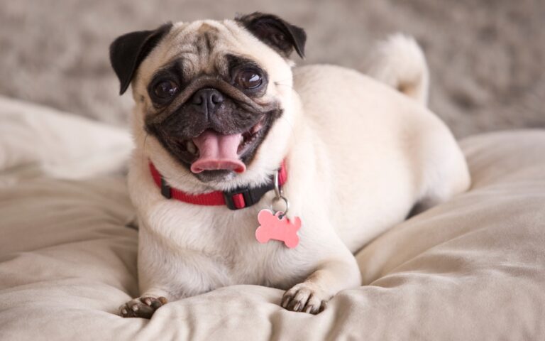 Expectativa de vida do Pug