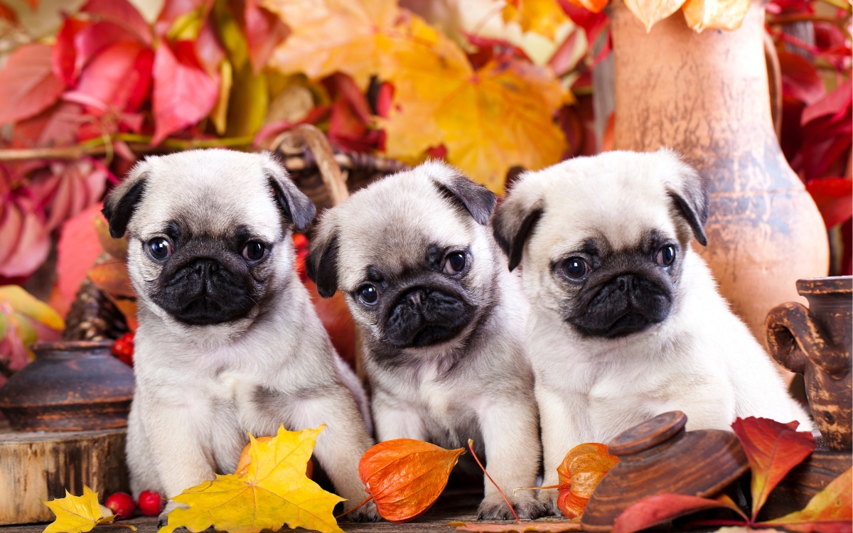 Quanto tempo vive um Pug? O que realmente faz diferença para a saúde da raça 2 Expectativa de vida do Pug