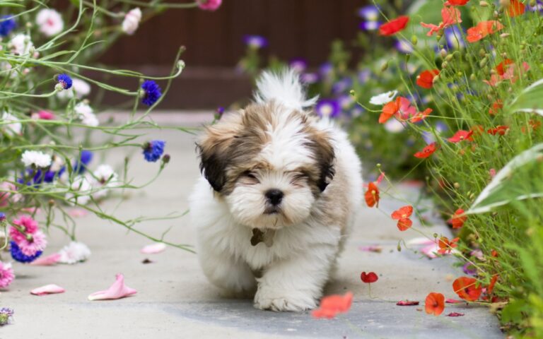 Expectativa de vida média do Lhasa Apso