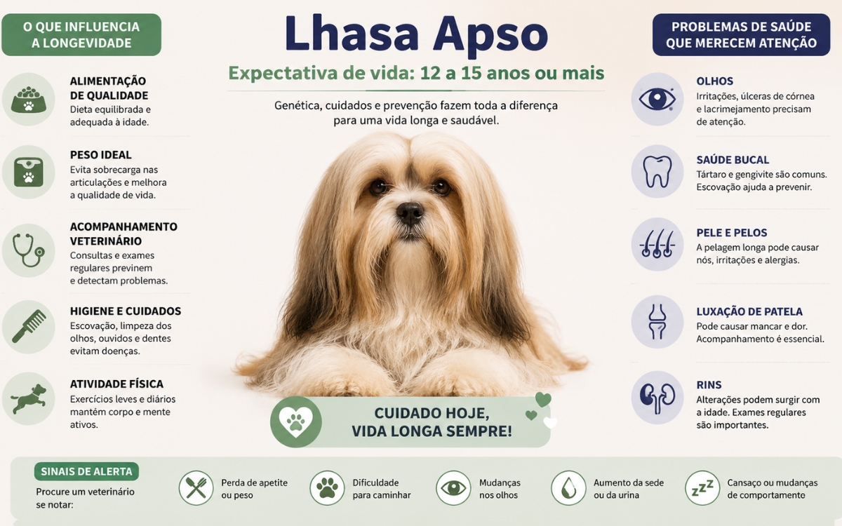 12, 15 anos ou mais? O que realmente influencia a longevidade do Lhasa Apso 3 Expectativa de vida media do Lhasa Apso 2