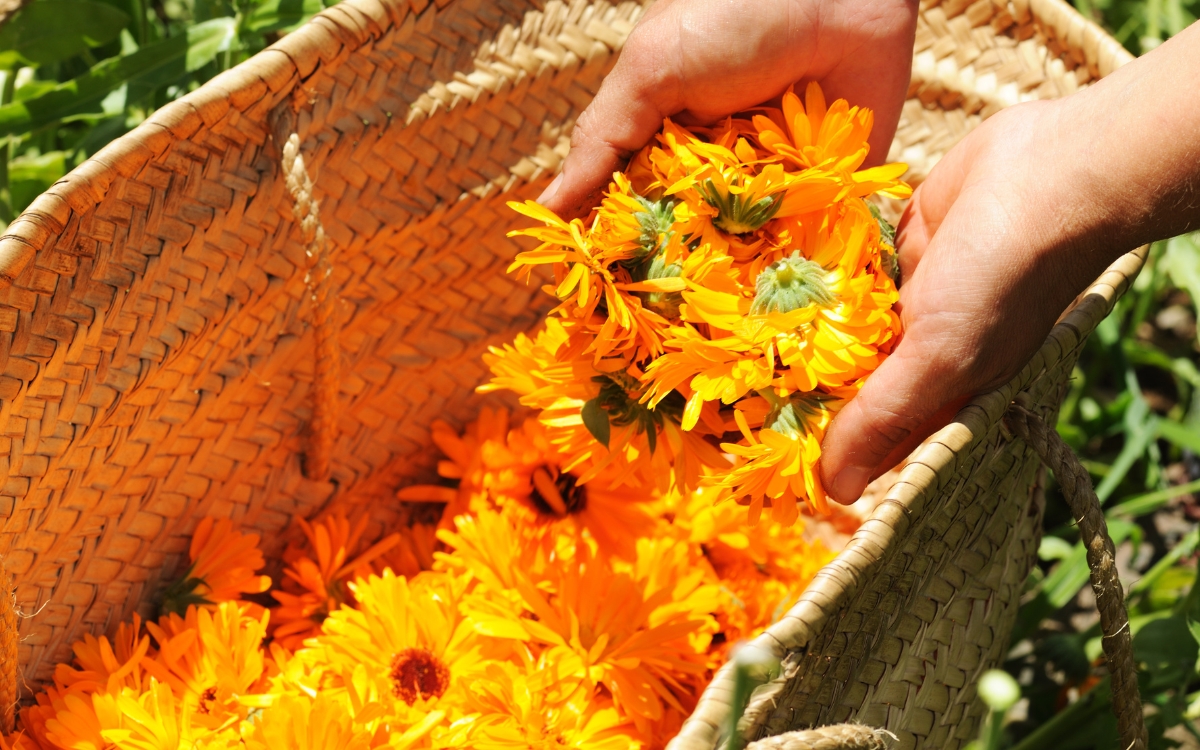 Essa flor comestível guarda mais de 500 compostos com possíveis efeitos na saúde 1 Flor comestível