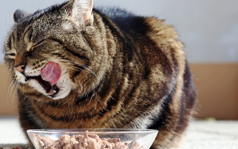 Seu gato está comendo demais? 7 sinais de que a alimentação pode estar passando do ponto 3 Gato comendo demais