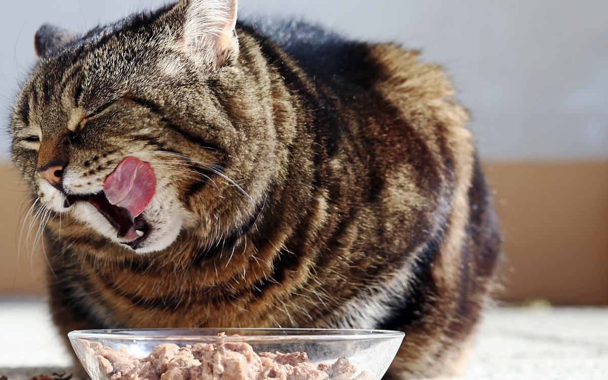 Seu gato está comendo demais? 7 sinais de que a alimentação pode estar passando do ponto 1 Gato comendo demais