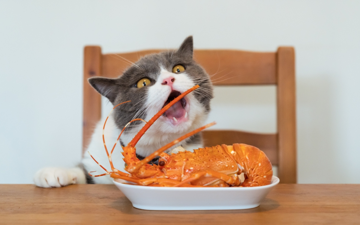 Seu gato está comendo demais? 7 sinais de que a alimentação pode estar passando do ponto 2 Gato comendo demais