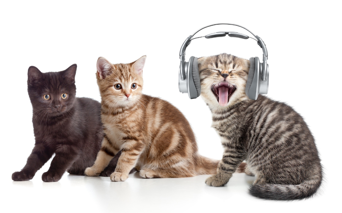 Ranking dos gatos mais tagarelas: quando o miado faz parte da personalidade e quando merece atenção 2 Gatos mais falantes
