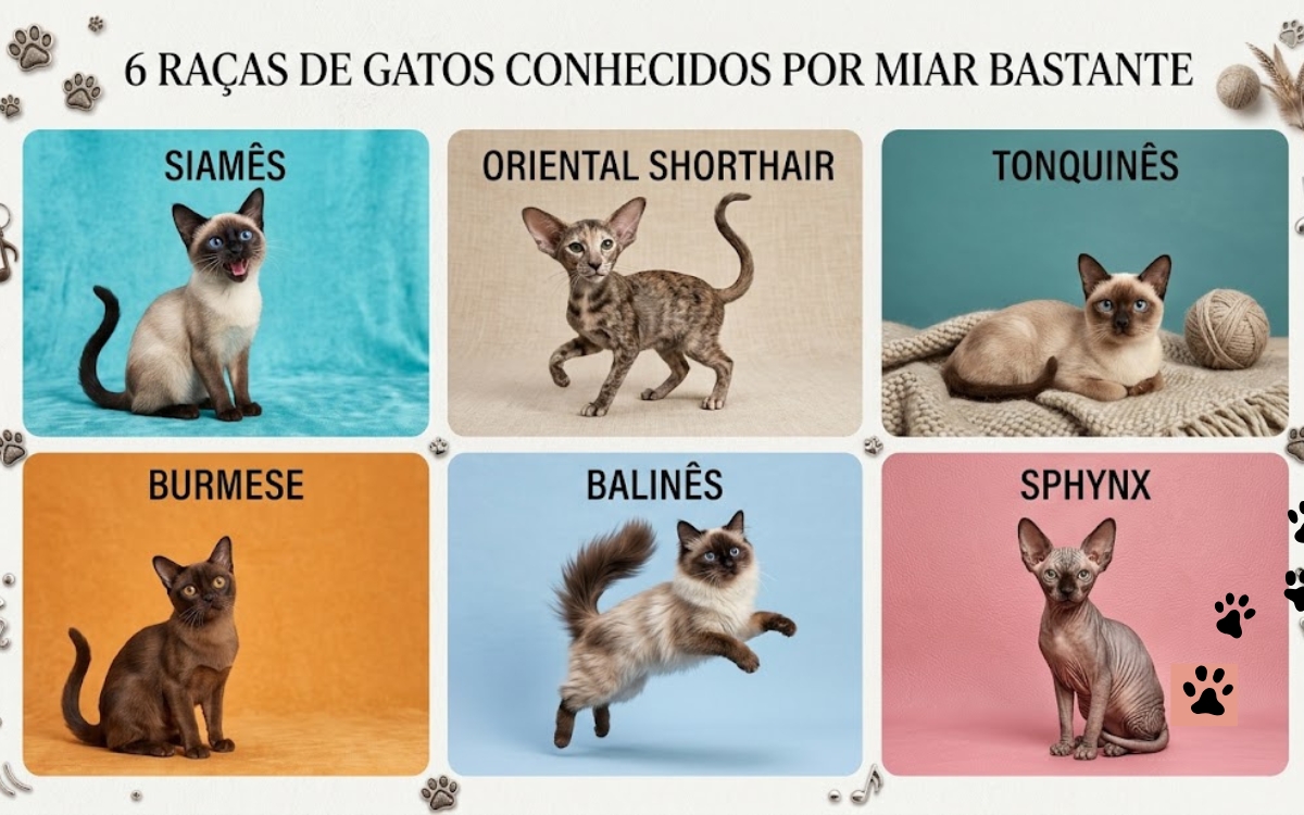 Ranking dos gatos mais tagarelas: quando o miado faz parte da personalidade e quando merece atenção 3 Gatos mais falantes