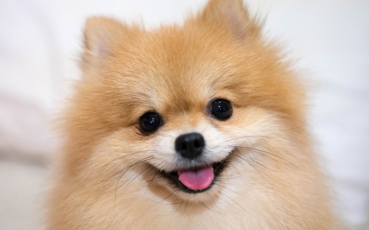 Lulu da Pomerânia: 5 problemas de saúde que todo tutor deve conhecer 1 Lulu da Pomerânia