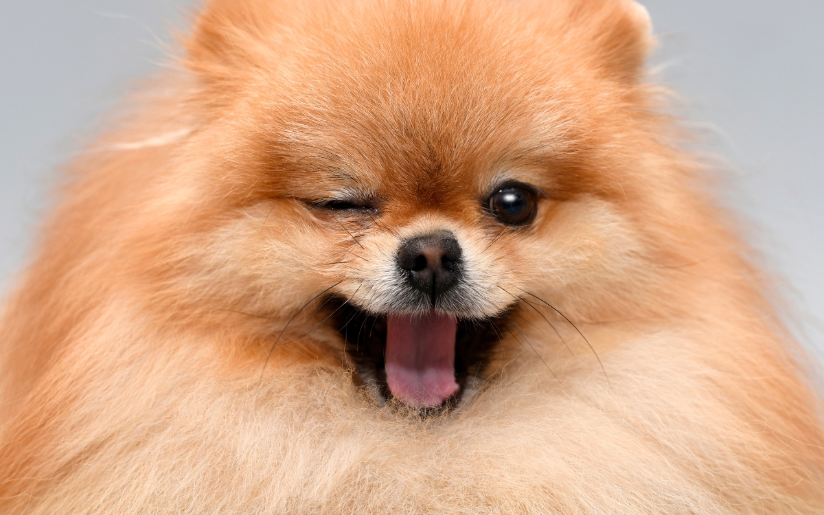 Lulu da Pomerânia: 5 problemas de saúde que todo tutor deve conhecer 2 Lulu da Pomerânia