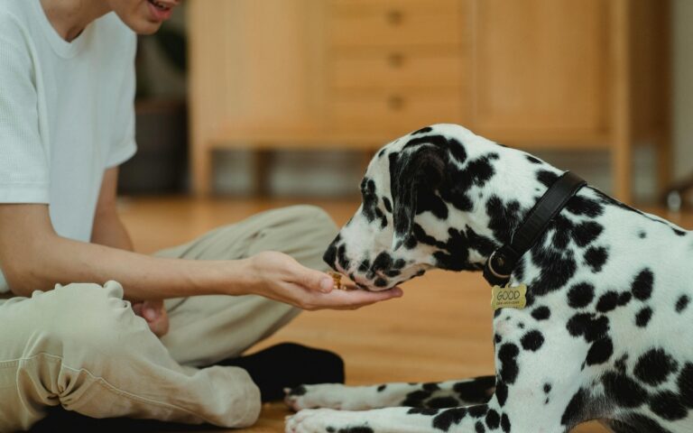3 receitas de petiscos naturais para agradar seu cachorro sem sabotar o emagrecimento 2 Petiscos naturais para cachorro