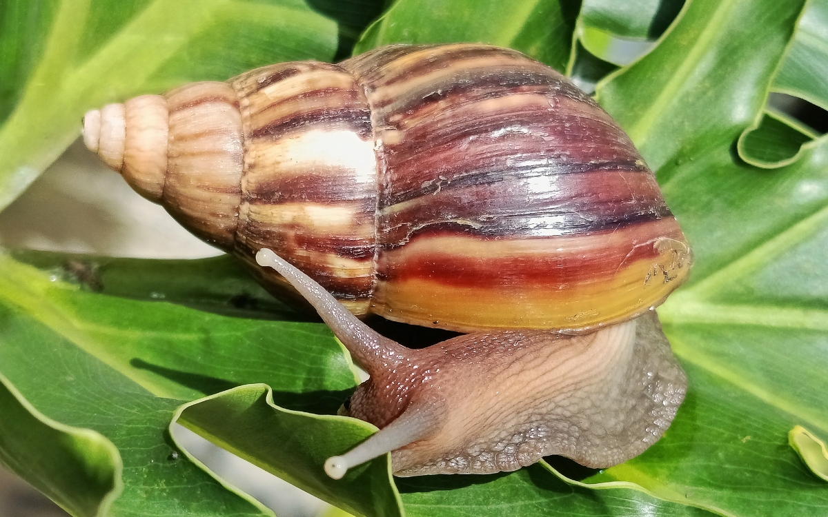 Doença do caramujo