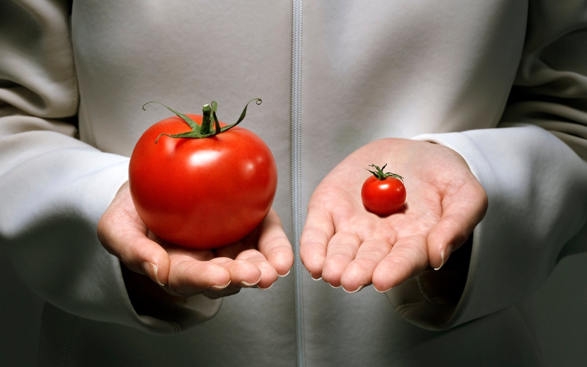 O composto do tomate que surpreendeu contra a gordura no fígado 1 Fitoeno