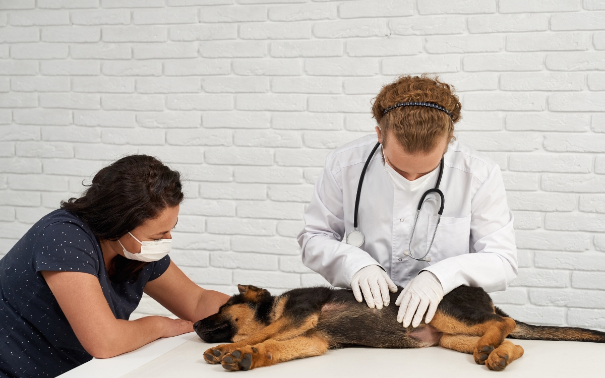 Você tem algum deles? 9 raças de cães que pedem atenção redobrada com a saúde 2 Raças de cães