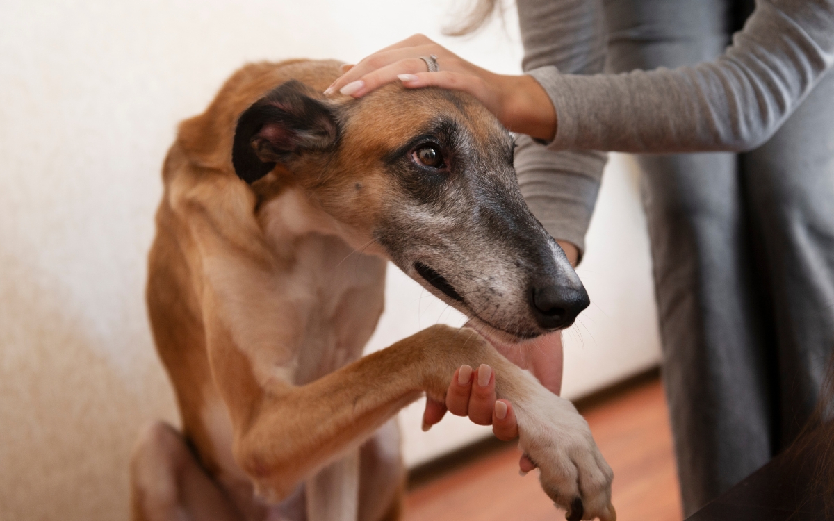 Sintomas de demência canina: 7 sinais que podem aparecer no comportamento do cão 1 Sintomas de demência canina