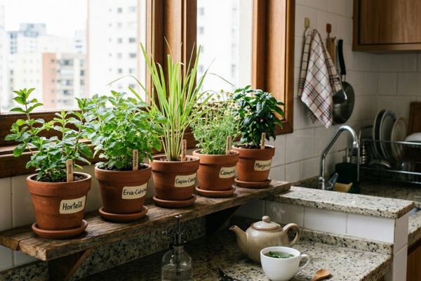 Monte um jardim de chás em casa: 5 plantas que crescem em vasos e deixam a cozinha sempre perfumada 2 jardim de chás .
