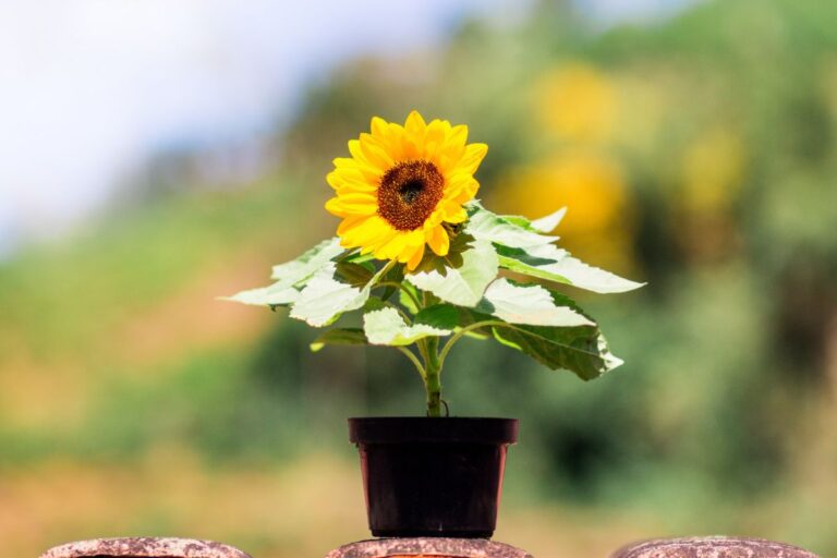 Como cultivar girassol: 7 cuidados para a planta crescer forte 4 Como cultivar girassol.