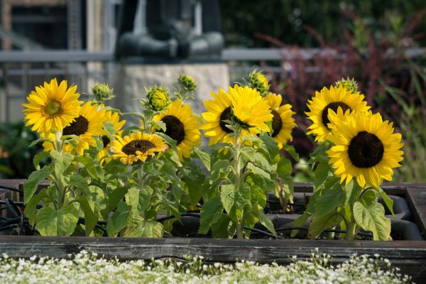 Como cultivar girassol: 7 cuidados para a planta crescer forte 2 Como cultivar girassol.