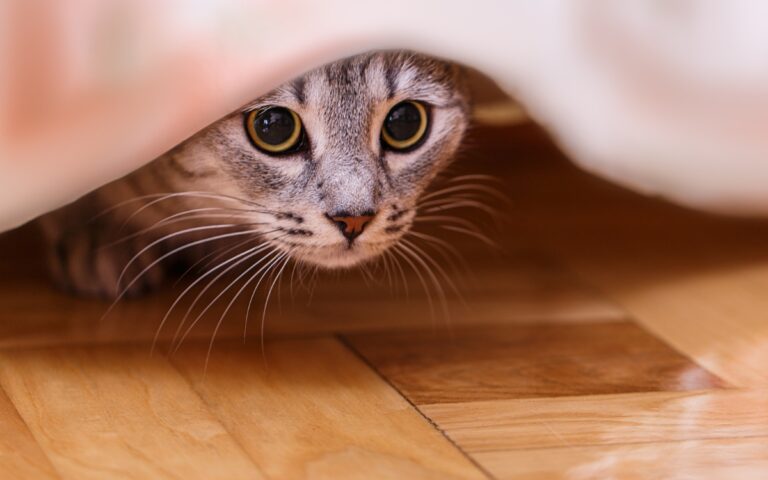 Gatos sentem ciúmes? Estes sinais podem revelar o que está acontecendo 2 Gatos sentem ciúmes