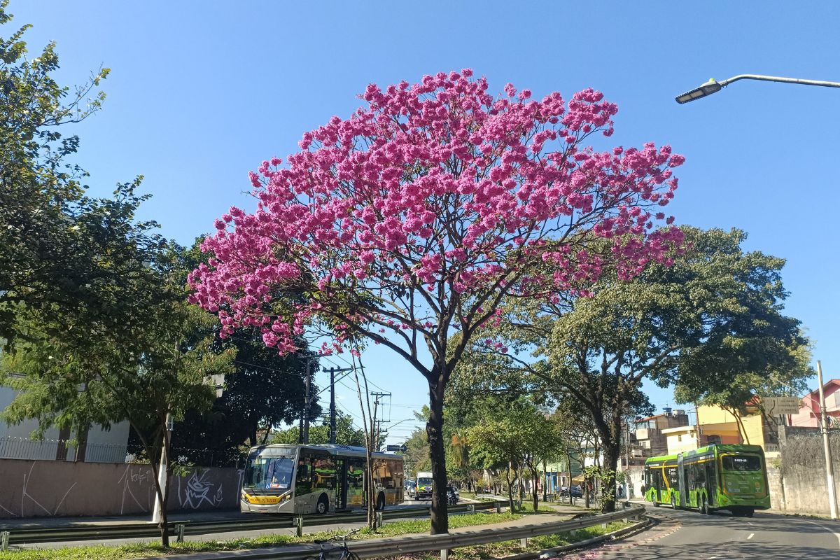 quando o ipê floresce.