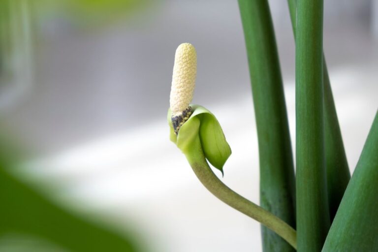 Sua zamioculca pode dar flores e você nem perceber 2 Zamioculca dá flores.