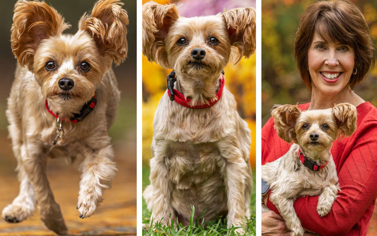 Resgatado das ruas e com três patas, ele virou cão de terapia e conquistou o título de mais fofo do mundo 1 Cão de terapia