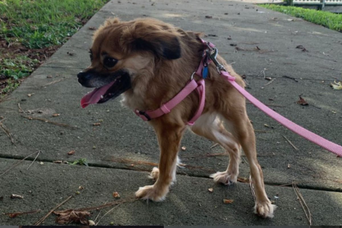 Cachorro cururu