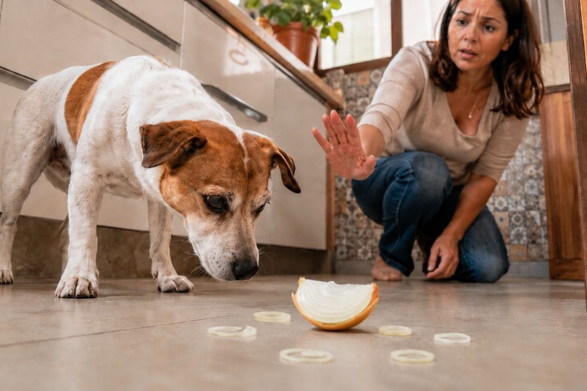 Cebola faz mal para cachorro