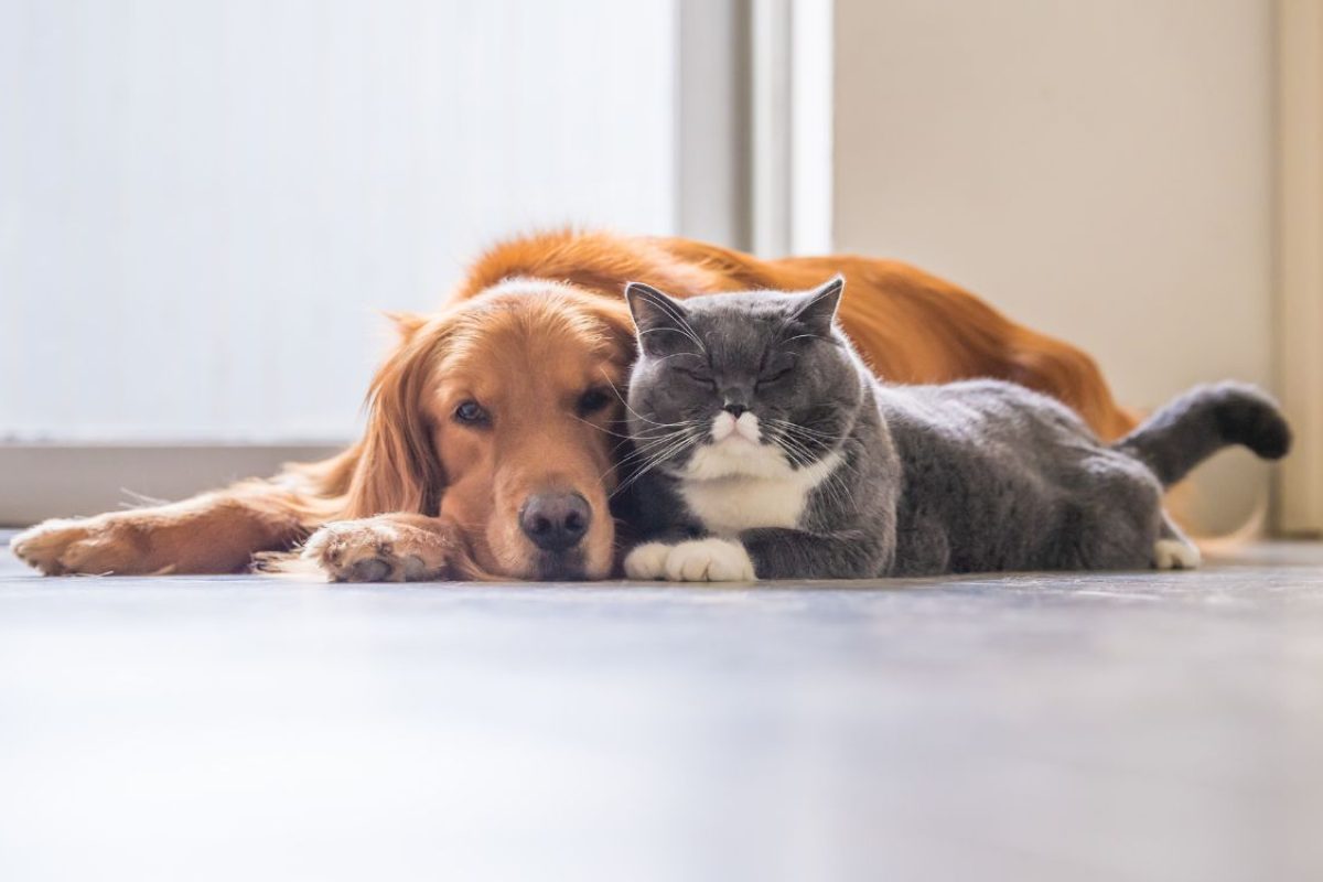 Como acostumar cachorro com gato