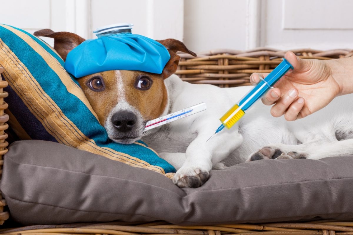 Como saber se o cachorro está com febre