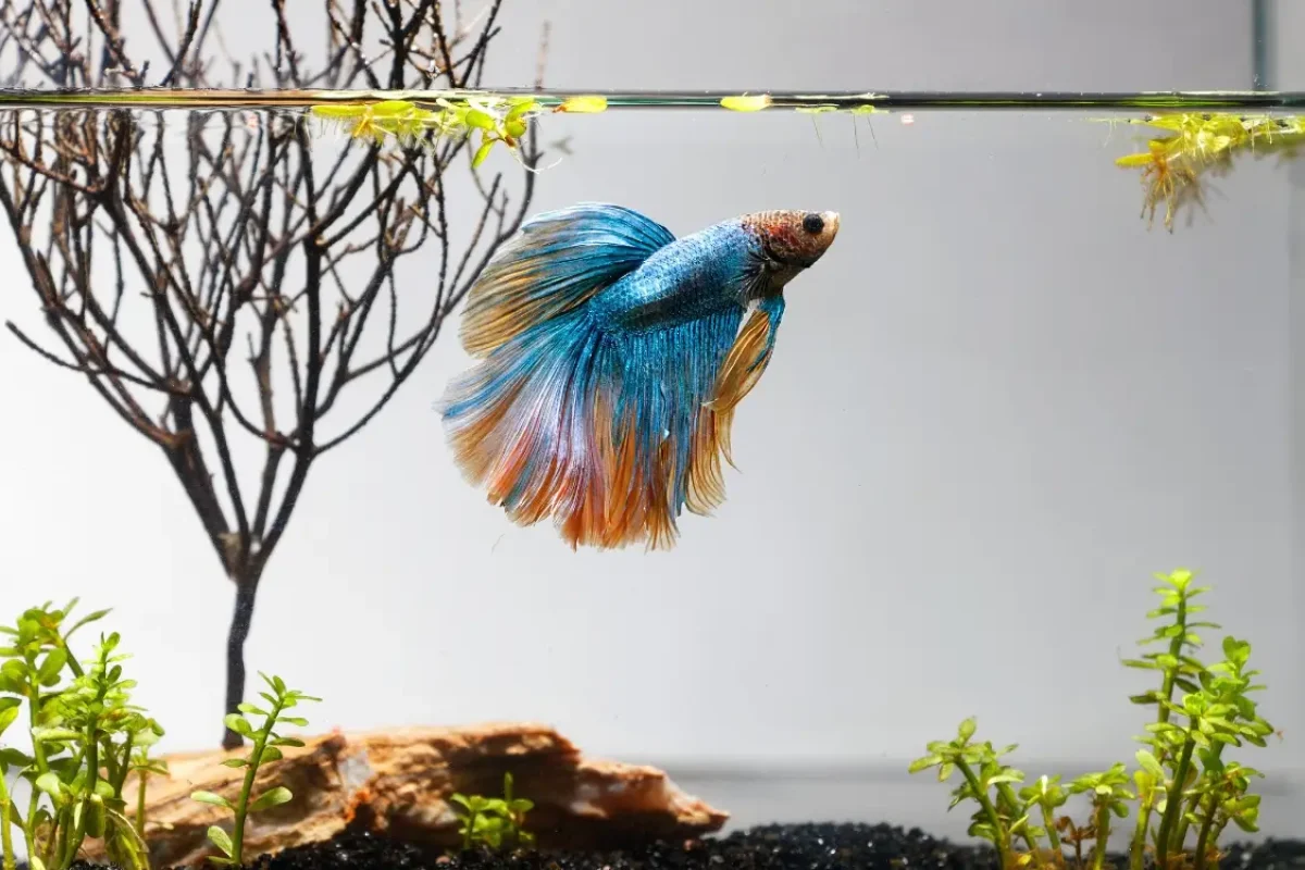 Cuidados com o peixe betta