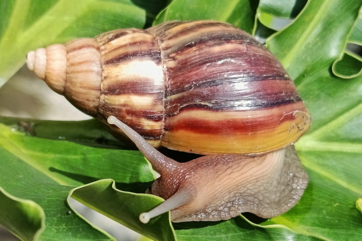 Doença do caramujo