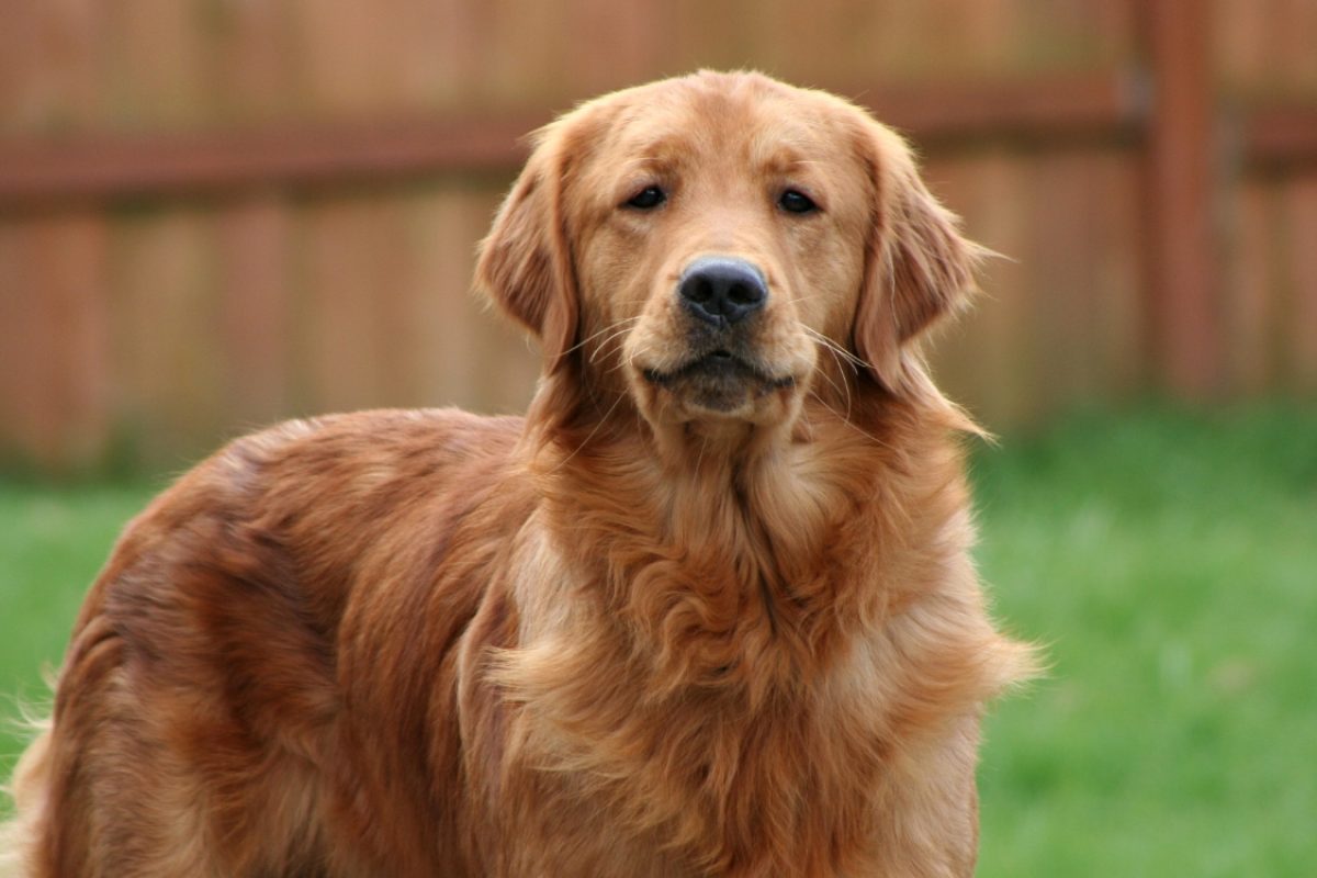 Expectativa de vida de um Golden Retriever