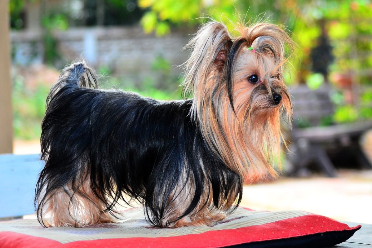 Expectativa de vida de um Yorkshire Terrier