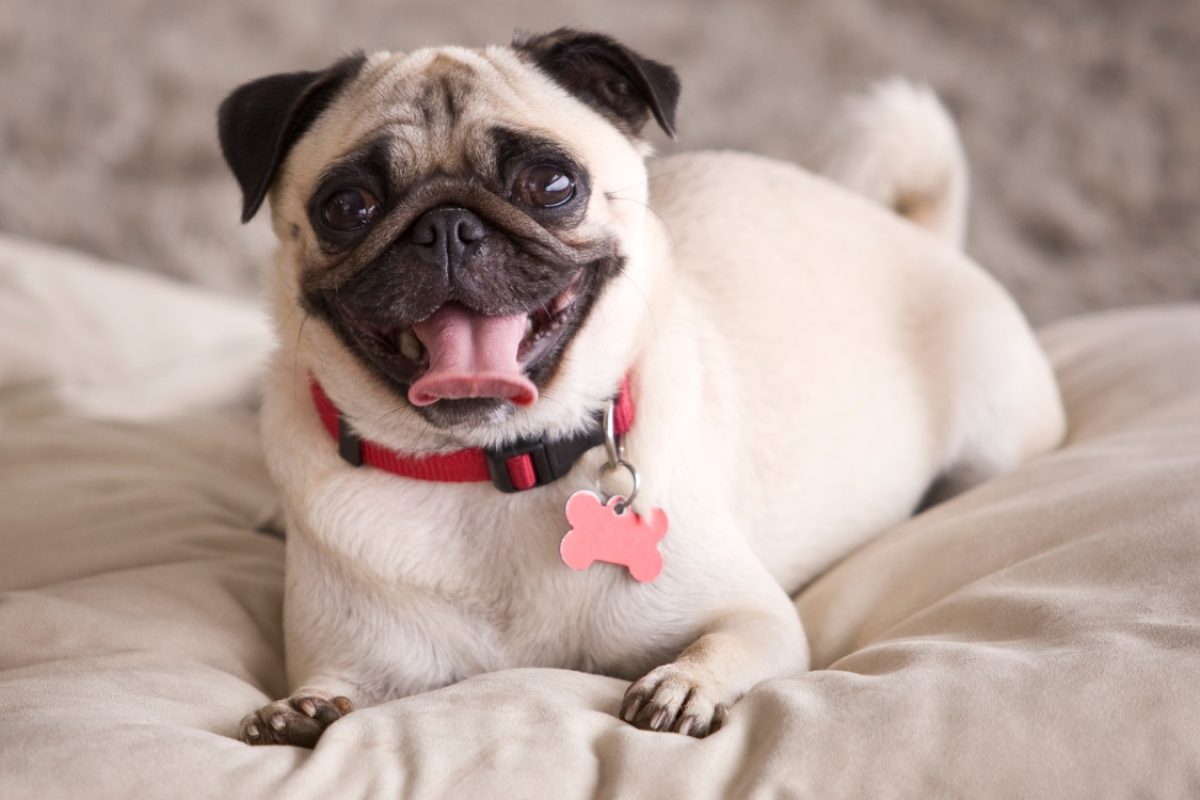Expectativa de vida do Pug