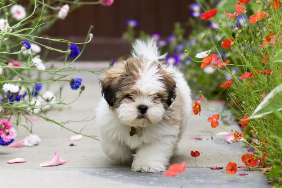 Expectativa de vida média do Lhasa Apso