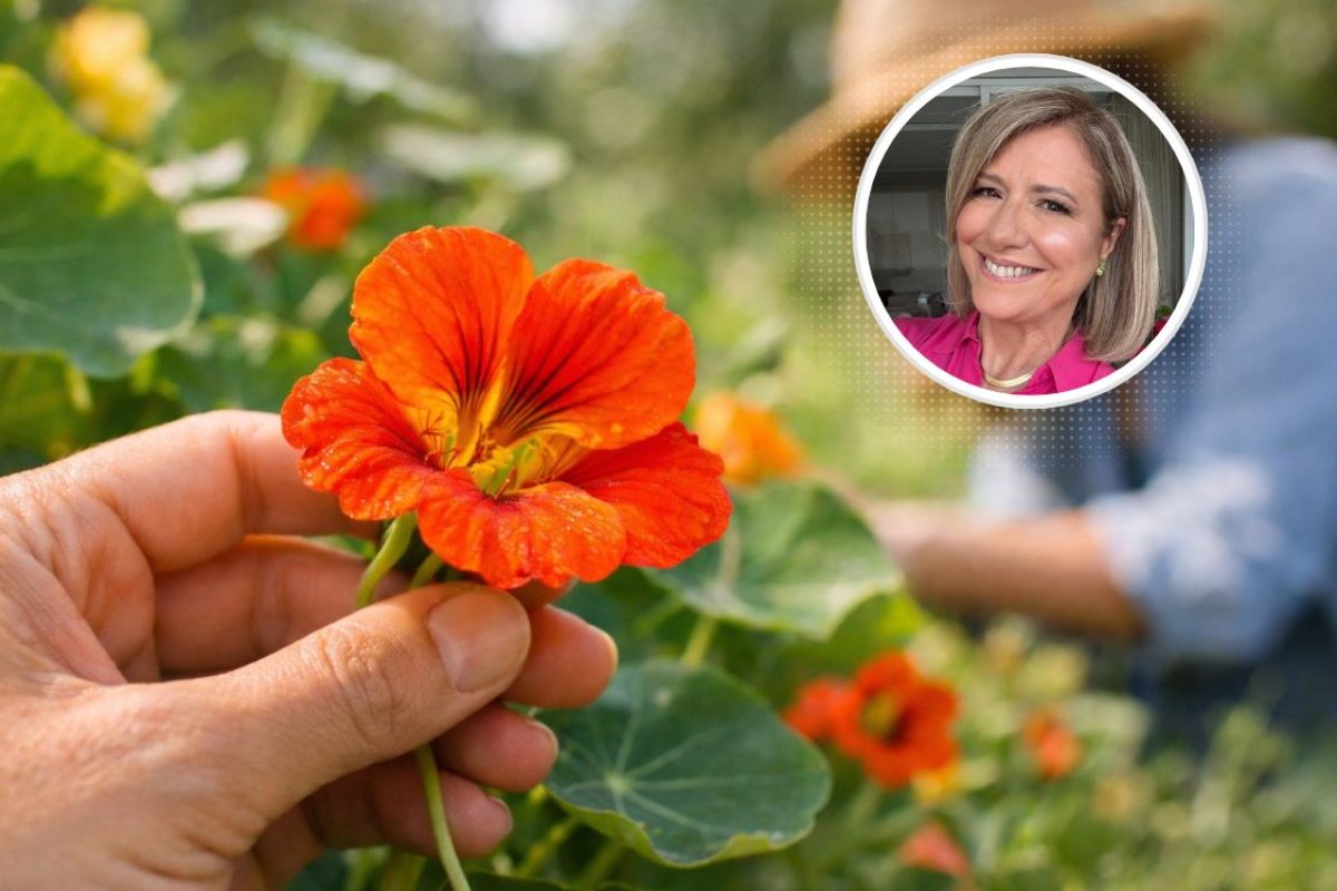 Flor comestível capuchinha.