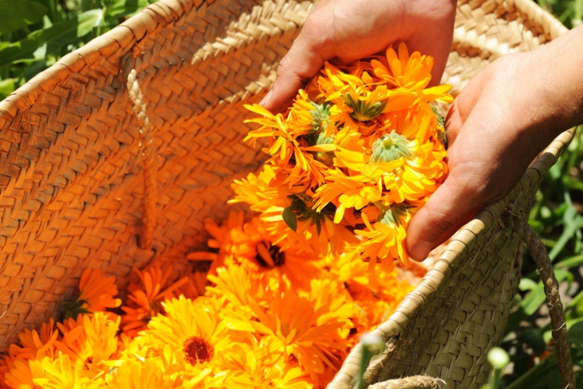Flor comestível