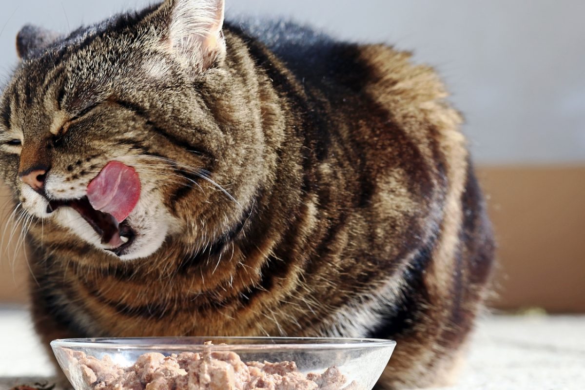 Gato comendo demais