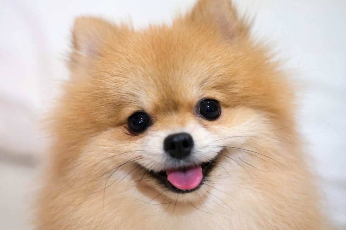 Lulu da Pomerânia