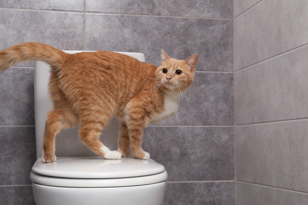 Existe misturinha caseira para o gato parar de marcar território?