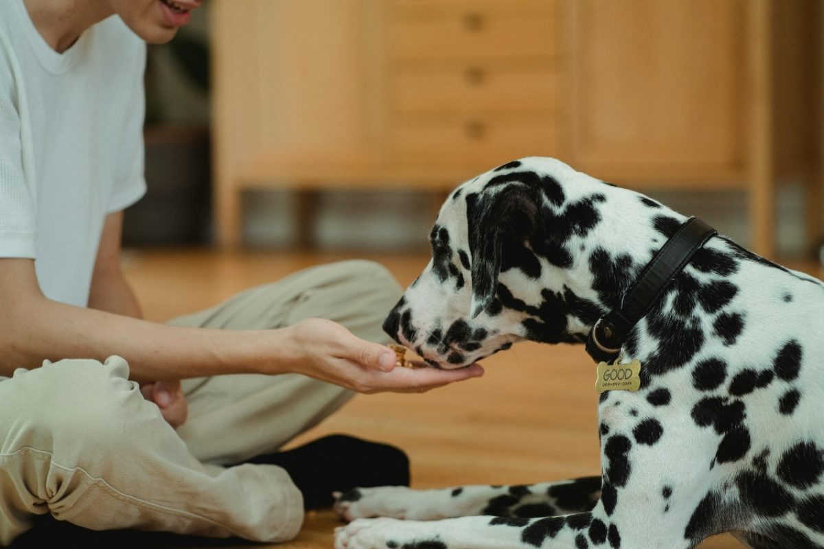 Petiscos naturais para cachorro