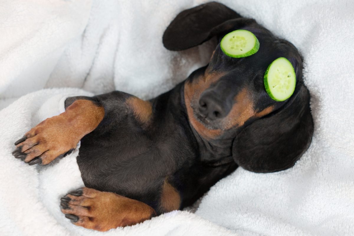 Quantas horas um cachorro dorme por dia