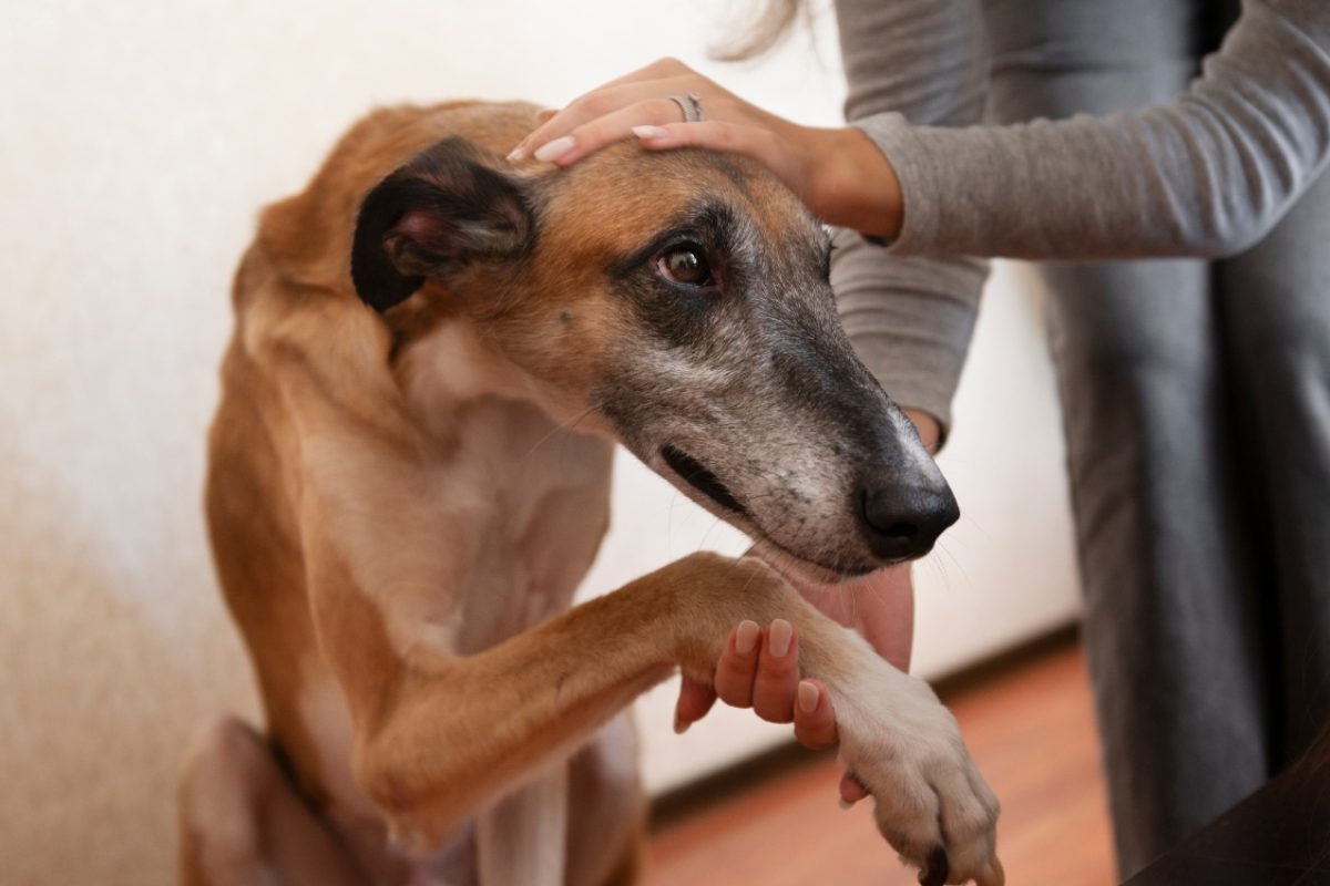 Sintomas de demência canina
